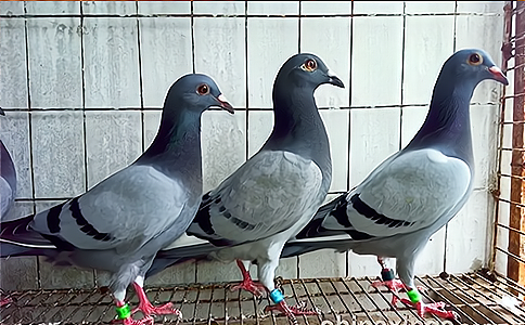 ���l���g(sh��)������ِ���푪(y��ng)�Ì��F(xi��n)�rֵ����Щ��