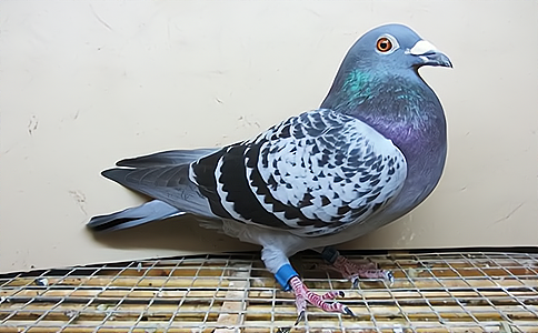 �����ճ��B(y��ng)ֳ��������ِӲ���O(sh��)���B